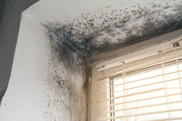 Affordable Hvac And Air Duct Mold Remediation solutions in Bloxom, VA
